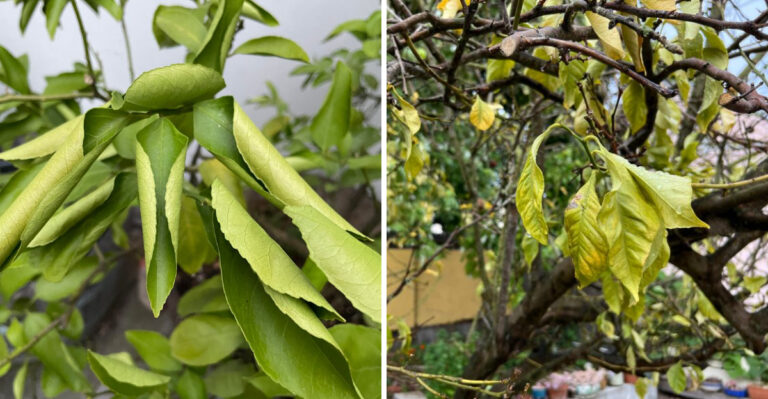 Why California Citrus Leaves Droop In Summer And What The Plant Is Actually Trying To Tell You