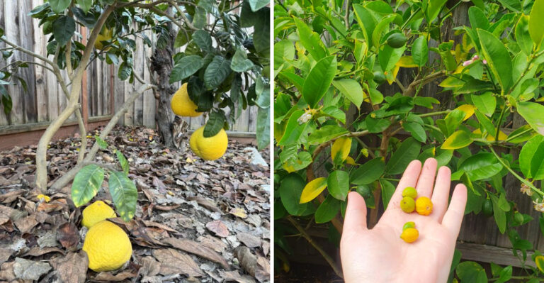 Why California Citrus Trees Are Dropping Fruit In July And What To Do Immediately
