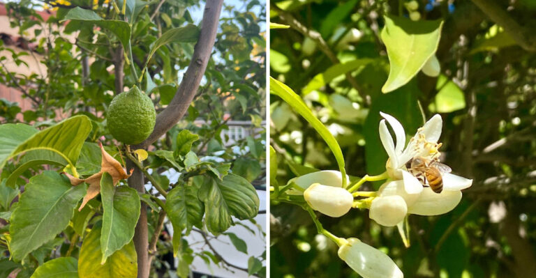 Why California Citrus Trees Look Healthy But Barely Fruit