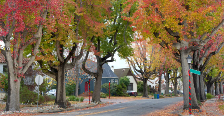 Why California Liquid Amber Trees Are Being Removed From City Sidewalks
