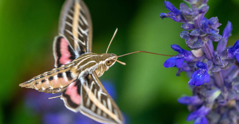 Why California Moths Matter More To Backyard Gardens Than Most People Think