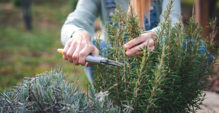 Why California Rosemary Stops Smelling Fragrant And How To Fix It