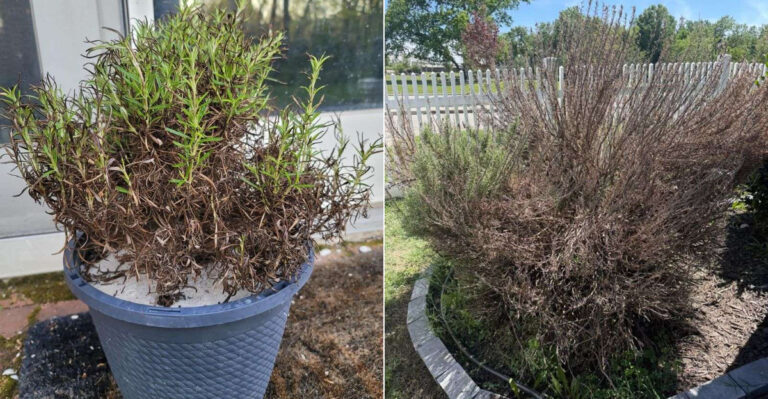 Why California Rosemary Turns Brown In July And Is It Possible To Bring It Back