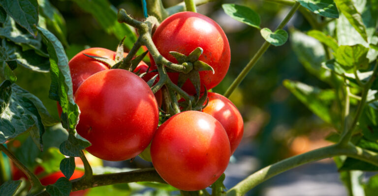 Why California Tomatoes Taste Bland In Extreme Heat And How To Improve Flavor