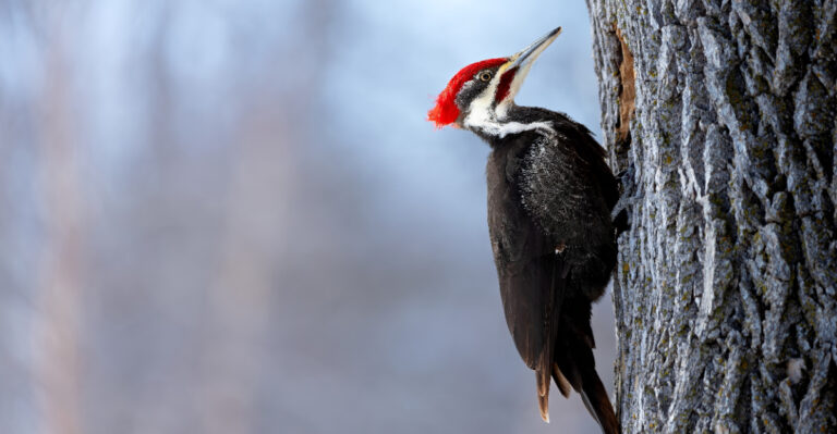 Why California Woodpeckers Are Drilling Holes In Your Fence Posts (And What To Do)