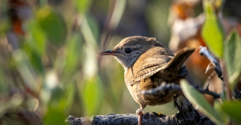 Why California Wrens Are Tiny Pest-Control Helpers Worth Welcoming