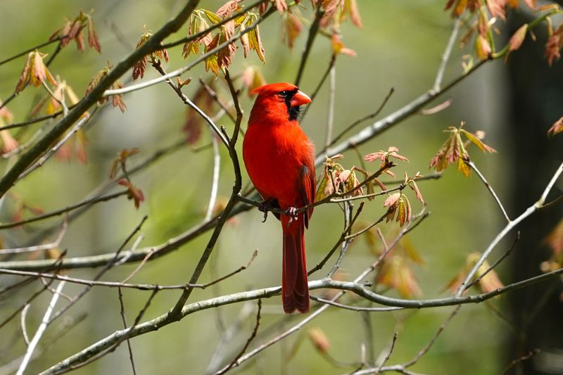 Why Cardinals Are Especially Active At Dawn In Maryland