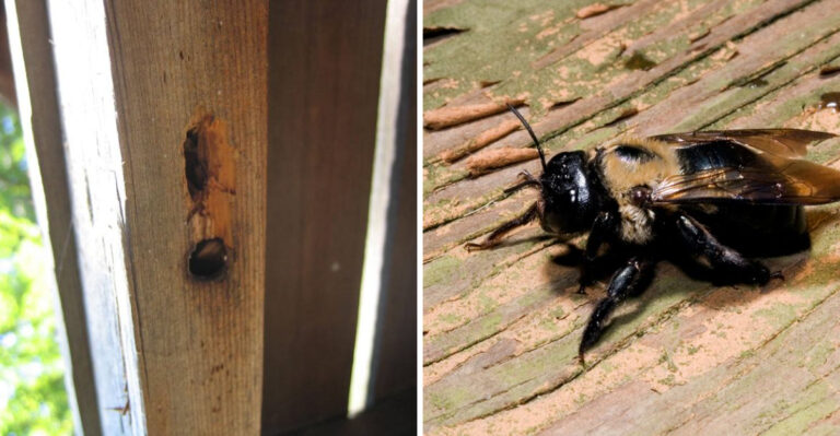 Why Carpenter Bees Are Drilling Holes In Your Georgia Porch This Summer