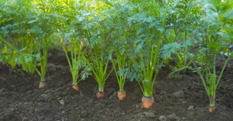 carrots growing