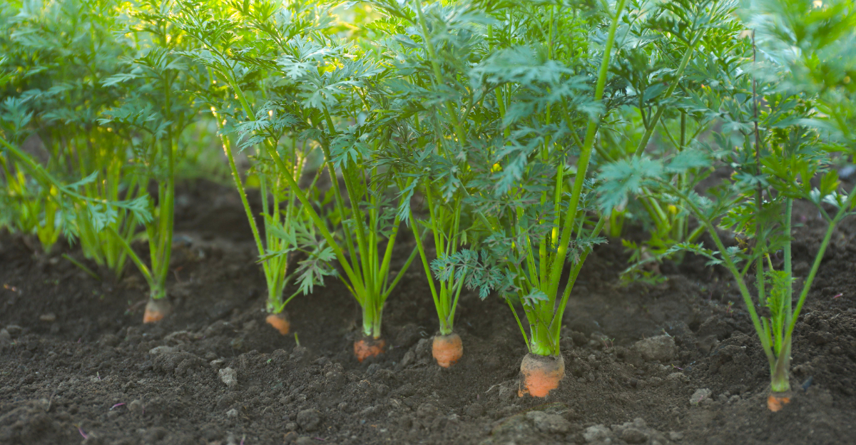 carrots growing