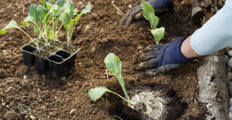 transplanting caulilflower