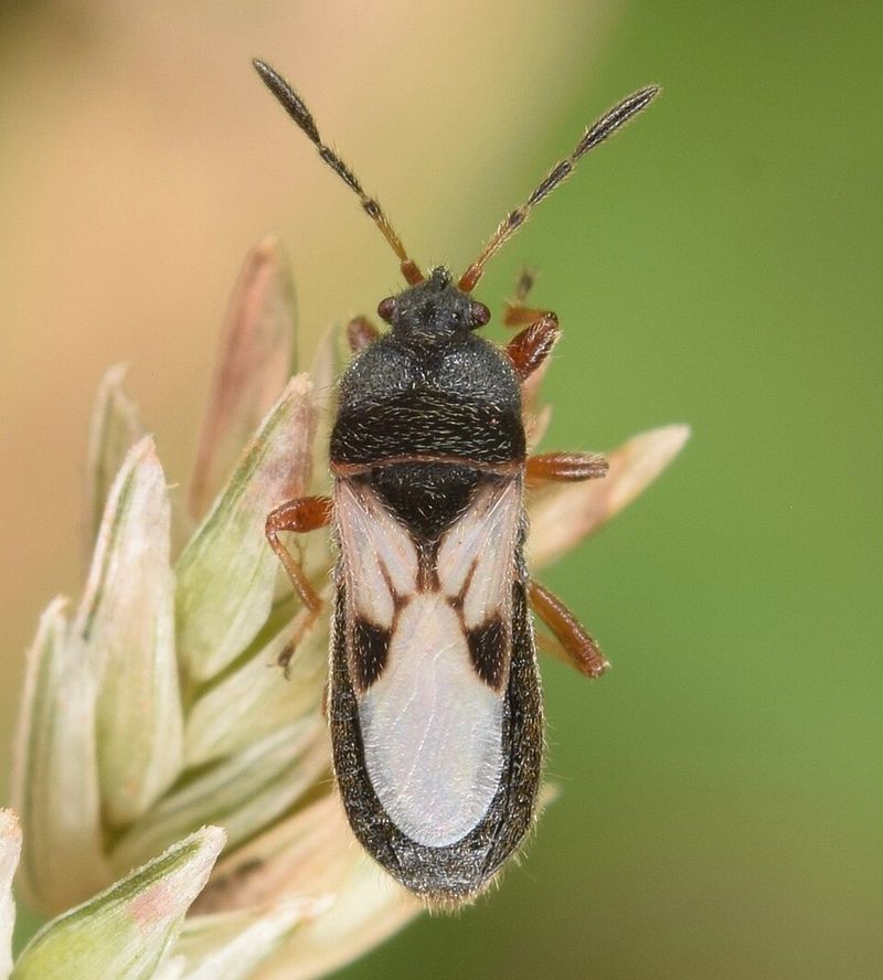 Why Chinch Bugs Are Showing Up Earlier This Year Why Chinch Bugs Are Showing Up Earlier This Year