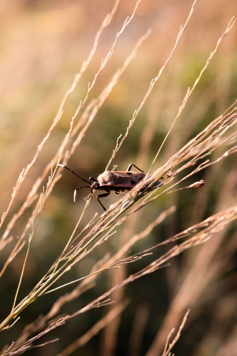 Why Chinch Bugs Strike Hot, Dry Spots First