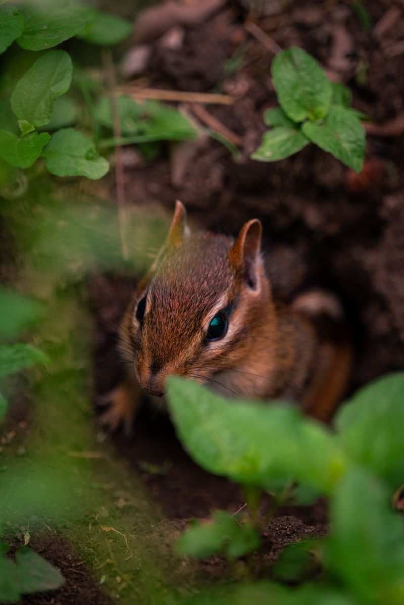 Why Chipmunks Matter To Your Garden Ecosystem