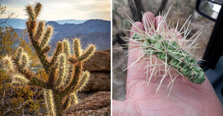 Why Cholla Cactus Can Be Difficult To Remove Safely In Arizona