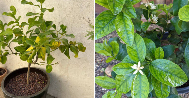 Why Citrus Leaves Turn Yellow In July In Arizona And How To Fix It