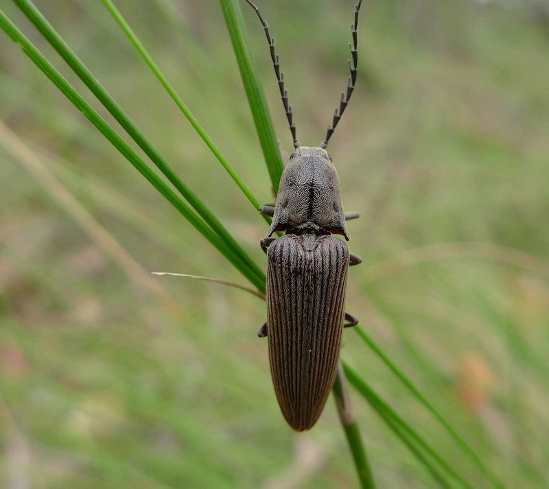 Why Click Beetles Appear Around Garden Soil Why Click Beetles Appear Around Garden Soil