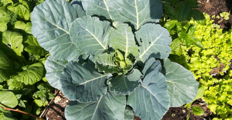collard greens