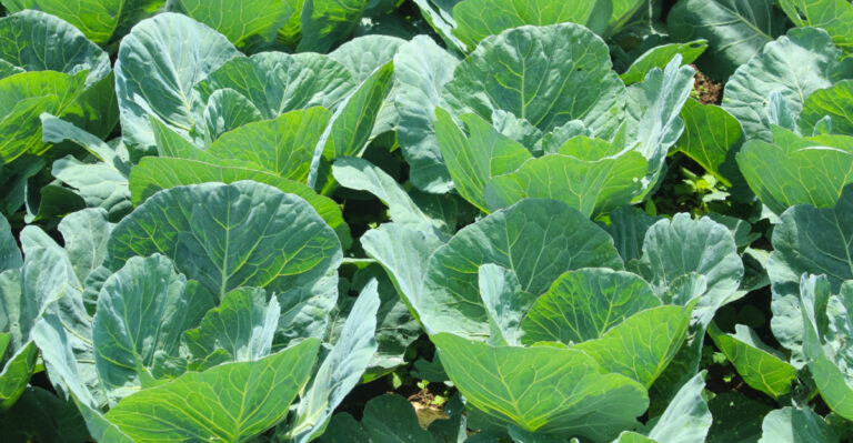 Why Collards Are Worth Seeding In August For A Longer Michigan Fall Harvest