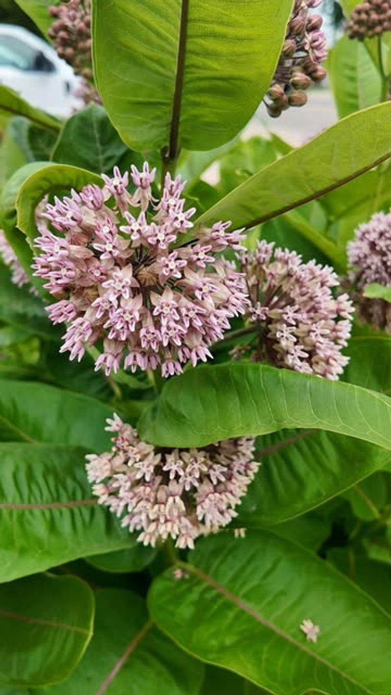 Why Common Milkweed Belongs In Pollinator Gardens