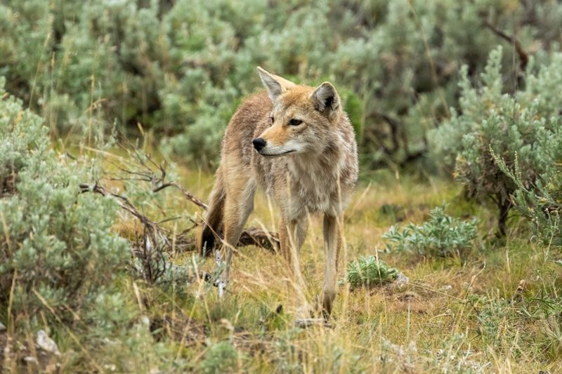 Why Coyotes Move Along Backyard Borders