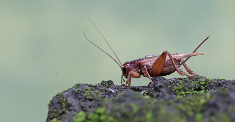 Why Cricket Sounds Are Fading From New Jersey Yards At Night