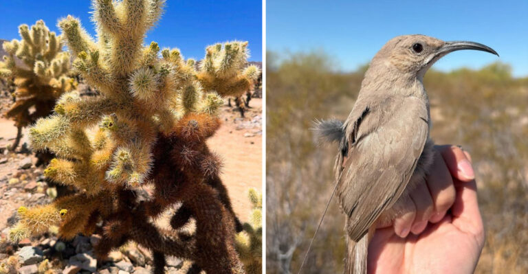 Why Curve-Billed Thrashers Choose Cholla Cacti For Nesting In Arizona