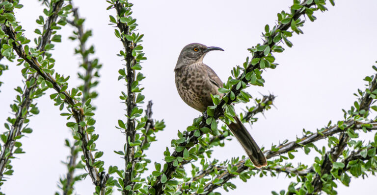Curve Billed Thrasher (featured image)
