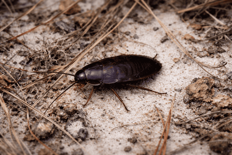 Why Damp Mulch Becomes A Roach Hideout Why Damp Mulch Becomes A Roach Hideout