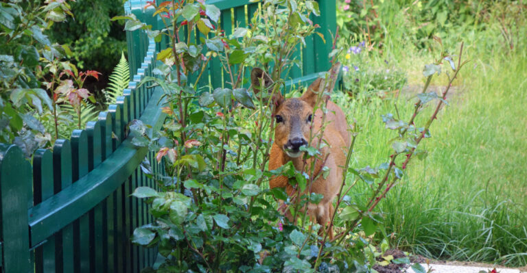 deer in garden