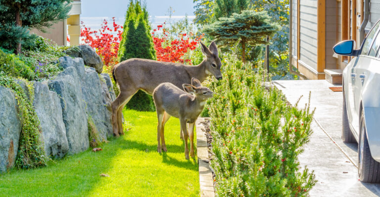 deer driveway plants