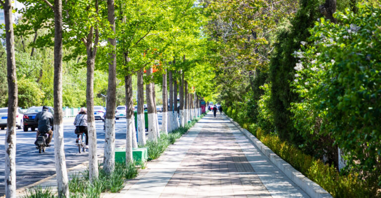 Why Denver Suburbs Are Losing Trees Faster Than Rural Front Range Areas