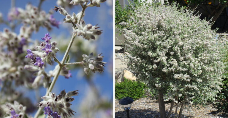Why Desert Lavender Is Becoming A Favorite In Arizona Front Yards