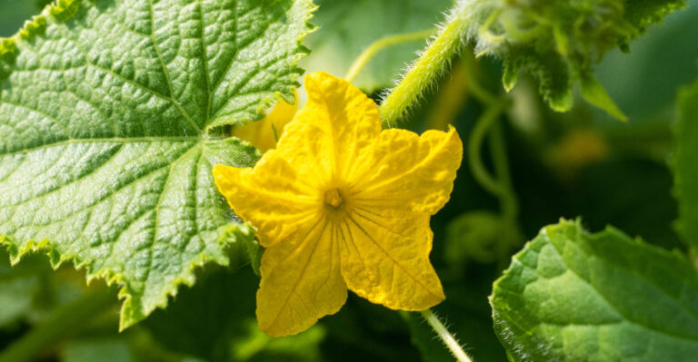 Why Do Your Oregon Cucumber Plants Have Blooms But No Cucumbers