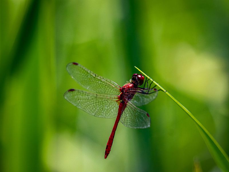 Why Dragonflies Are Attracted To Your Space Why Dragonflies Are Attracted To Your Space