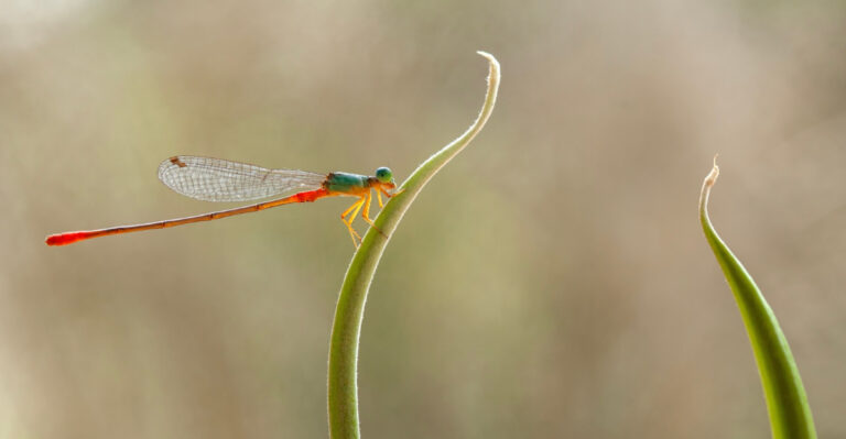 Why Dragonflies Are Circling Your Virginia Yard This Summer