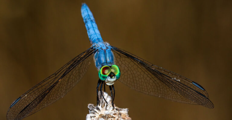 Why Dragonflies Are Suddenly Taking Over Your Florida Yard