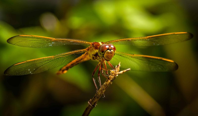 Why Dragonflies Matter More Than You Think Why Dragonflies Matter More Than You Think