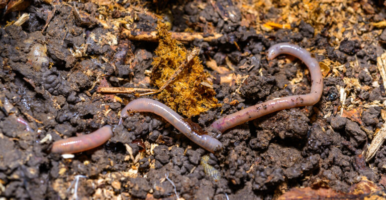 Why Earthworms Show Up On Georgia Driveways After Summer Rain