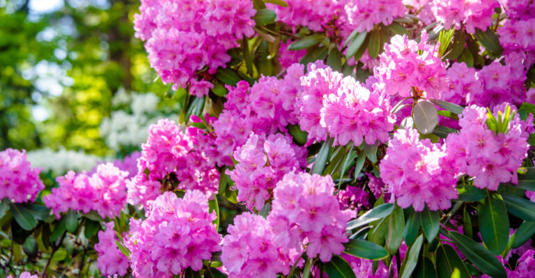 Why East Tennessee Rhododendrons Face Tougher Conditions Than West Tennessee Ones