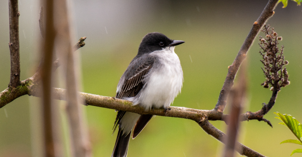 Eastern Kingbirds (featured image)