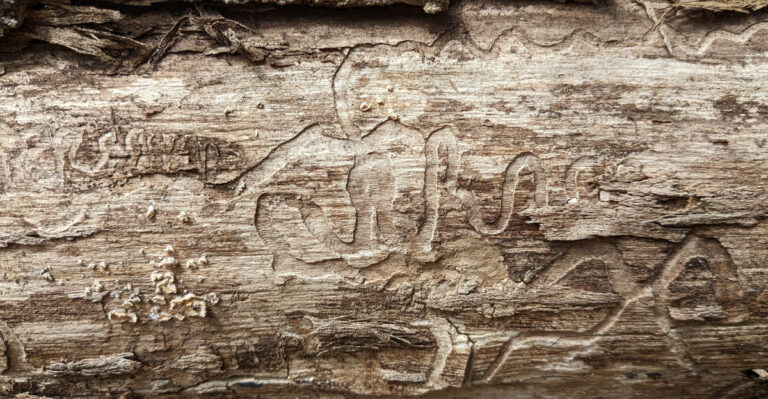 Why Emerald Ash Borer Damage Shows Up Most Clearly In Kentucky Yards By Late Summer