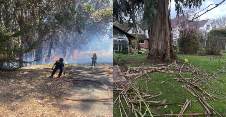 Why Eucalyptus Debris Near A California Home Is A Bigger Risk Than The Tree Itself