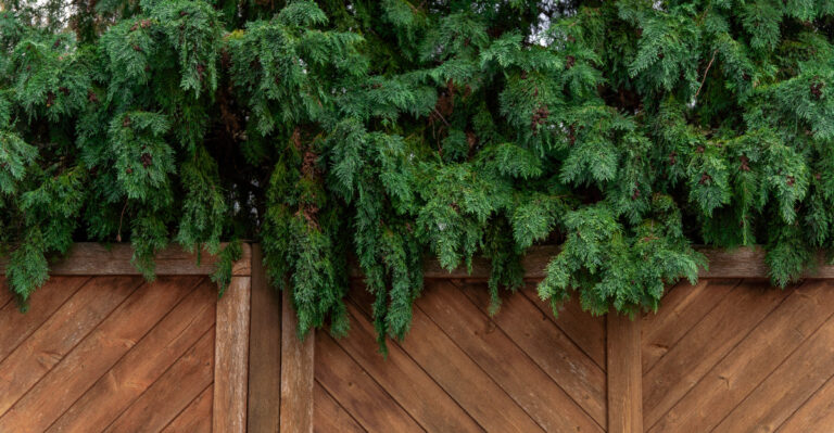Why Every Connecticut Homeowner Should Locate Their Property Line Before A Tree Dispute Starts