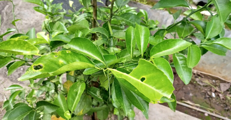 Why Feeding California Citrus Too Much Can Backfire