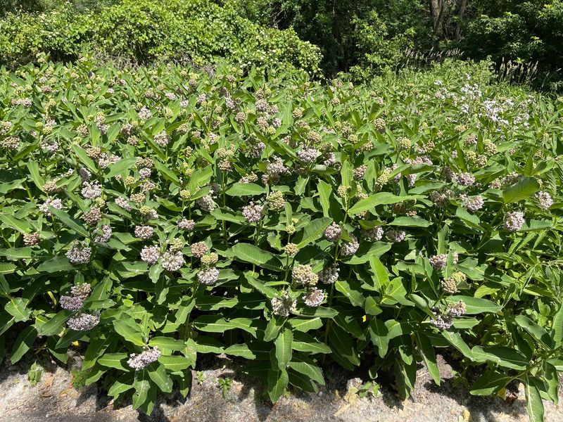 Why Fence Lines Are A Good Place For Common Milkweed Why Fence Lines Are A Good Place For Common Milkweed