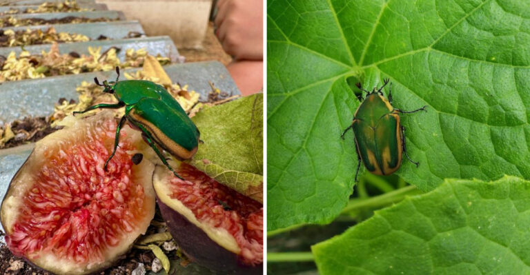 Why Fig Beetles Are Swarming Texas Fruit Trees This Summer (And How To Protect The Harvest)