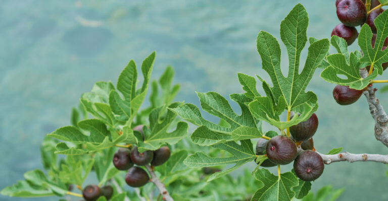 Why Fig Trees Across Mississippi Are Thriving This Growing Season