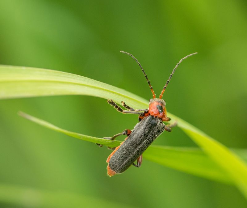 Why Firefly Populations Are Declining Across Pennsylvania Why Firefly Populations Are Declining Across Pennsylvania