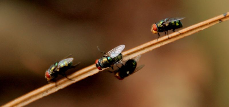 Why Flies Are A Constant Problem On Kentucky Porches Why Flies Are A Constant Problem On Kentucky Porches